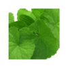 BRAHMI OIL