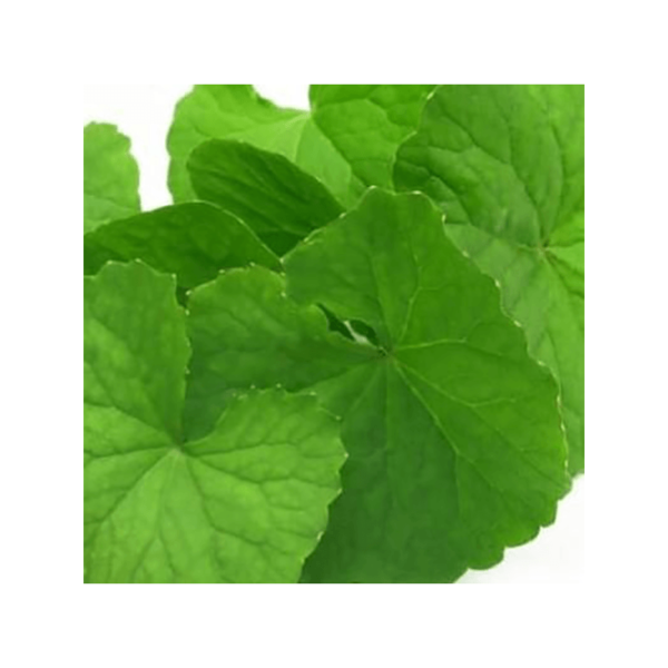 BRAHMI OIL ( CG ) ( BACOPA MONNIERI )