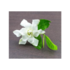 GARDENIA WHITE PEACH FRA OIL