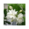 ROMANTIC MOGRA FRA OIL