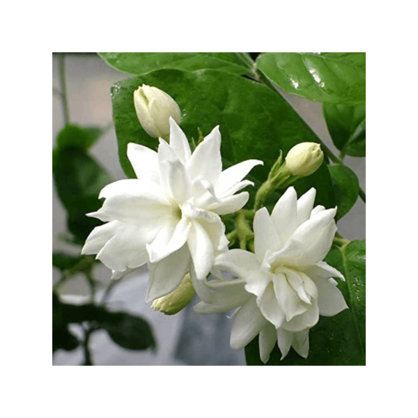 ROMANTIC MOGRA FRAGRANCE OIL