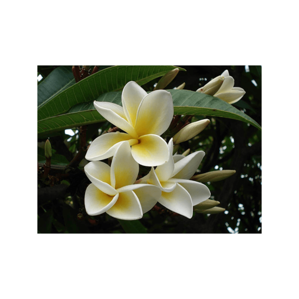 MORNING FLOWER FRAGRANCE OIL FOR CANDLE AND COSMETIC