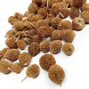 Gorakh Mundi Dried