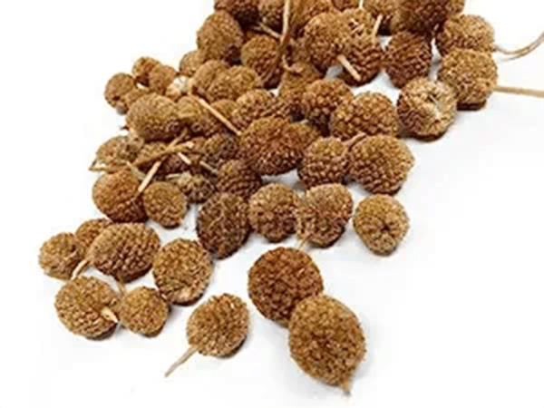 Gorakh Mundi Dried